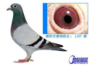 乌眼图片,探寻神秘生物的独特魅力