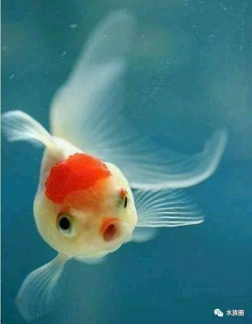 金鱼表情包,趣味横生的海洋表情盛宴